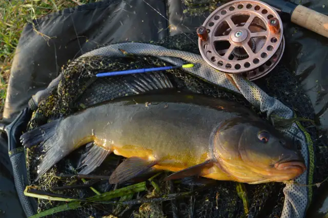 Wanilia na jakie ryby działa najlepiej? Sprawdź skuteczne atraktory