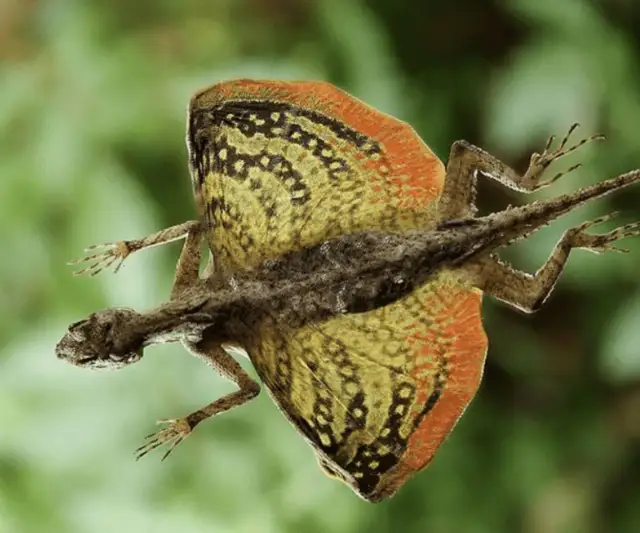Jaszczurka wyglądająca jak smok – niezwykłe cechy i tajemnice gadów