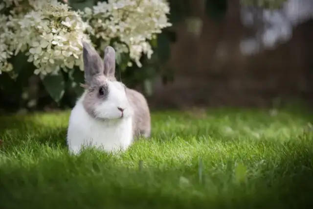 Jaka karma dla królika? Odkryj, co zapewni zdrowie i szczęście