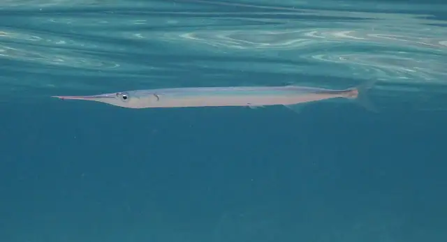 Jakie ryby pływają w Bałtyku? Odkryj zaskakujące gatunki!