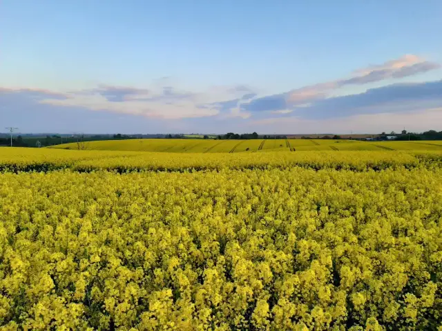 Jak długo kwitnie rzepak? Odpowiedź i sekrety złotych pól