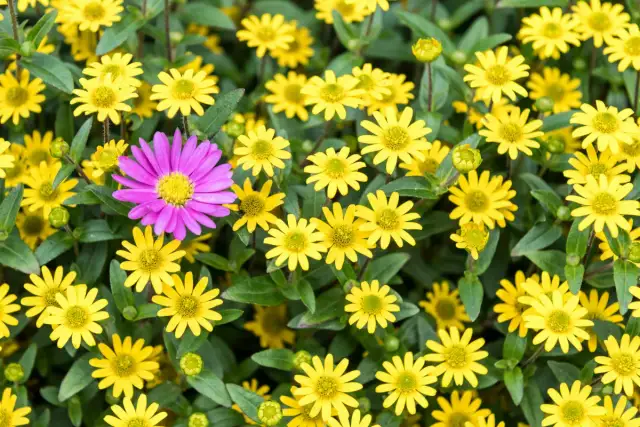 Kwiaty na słońce: 5+ gatunków, które pokochają Twój ogród