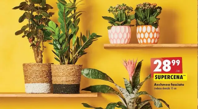 Kiedy dostawa kwiatów w Biedronce? Sprawdź, aby nie przegapić świeżych roślin