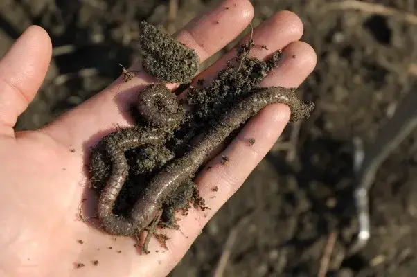 Jak założyć czerwonego robaka na haczyk, by złapać więcej ryb