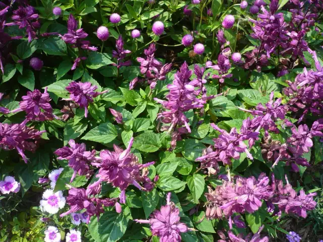 Jakie kwiaty siejemy w lutym, aby uzyskać piękny ogród?