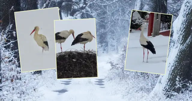 Poznaj fascynujące miejsca gdzie zimują bociany: mapa i szczegółowa analiza