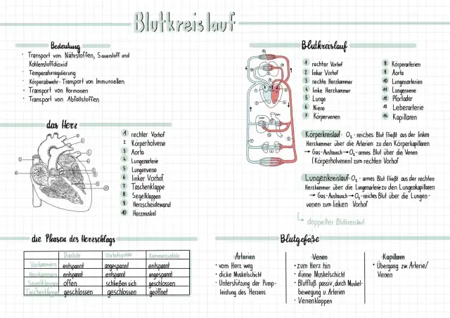 Umfassendes Unterrichtsmaterial für Biologie: Herz und Blutkreislauf
