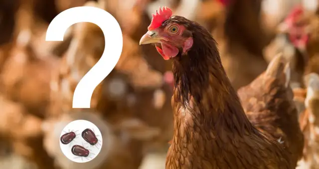 Skuteczne metody odrobaczania kur - chemiczne i naturalne sposoby