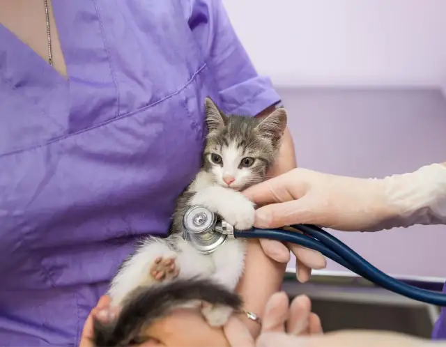 Kastracja kotki: Kiedy najlepiej? Porady eksperta i korzyści