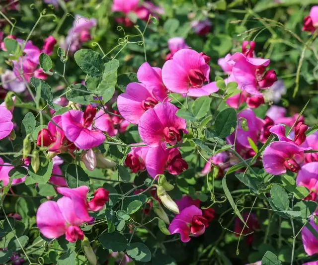 Jak przycinać groszek pachnący, aby uniknąć słabego wzrostu kwiatów