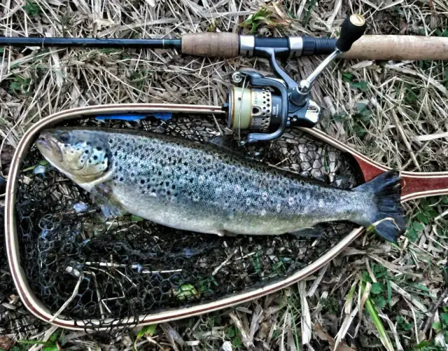 Jaka wędka na pstrąga? Wybierz idealny kij i łów skutecznie!