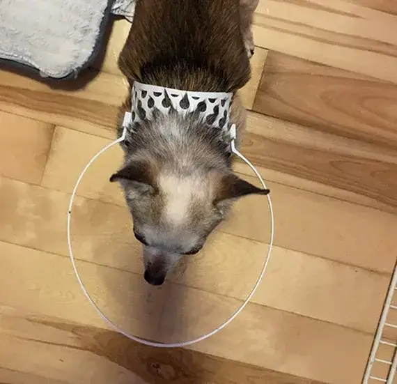 Najlepsze akcesoria dla niewidomego psa, które zapewnią mu bezpieczeństwo