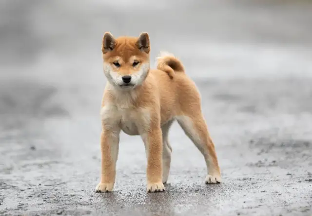 Ile kosztuje utrzymanie akity? Sprawdź, co naprawdę wydasz miesięcznie