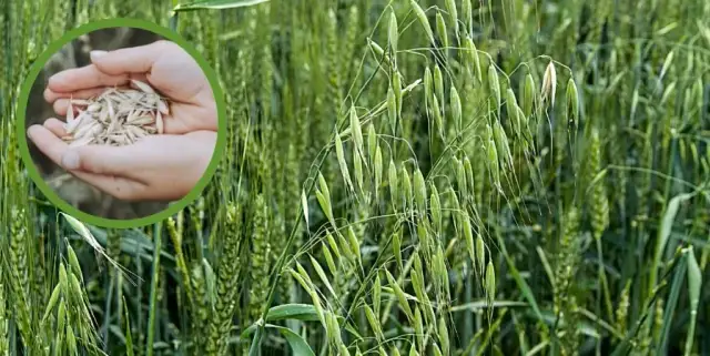 Skuteczny oprysk na chwast w owsie - uniknij strat w plonach