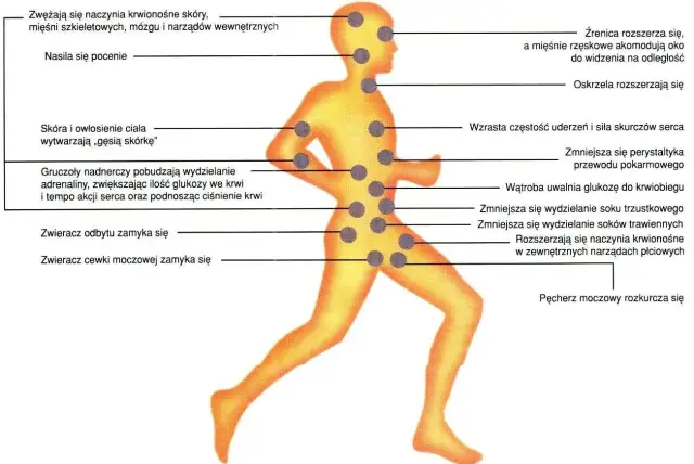 Ilustracja pokazuje reakcje organizmu na stres, np. rozszerzenie źrenic, przyspieszenie akcji serca. Warto wprowadzić nawyki redukujące stres.