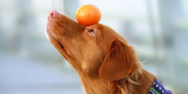 Czy pies może jeść mandarynki? Ważne informacje o bezpieczeństwie
