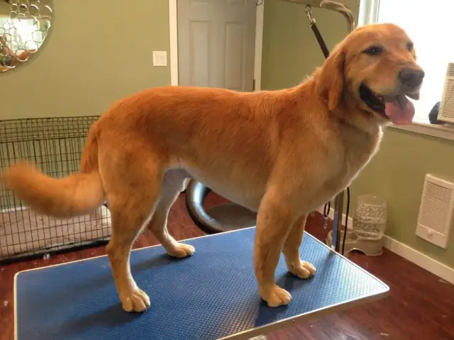 Czy Golden Retriever się strzyże? Uniknij błędów pielęgnacji!