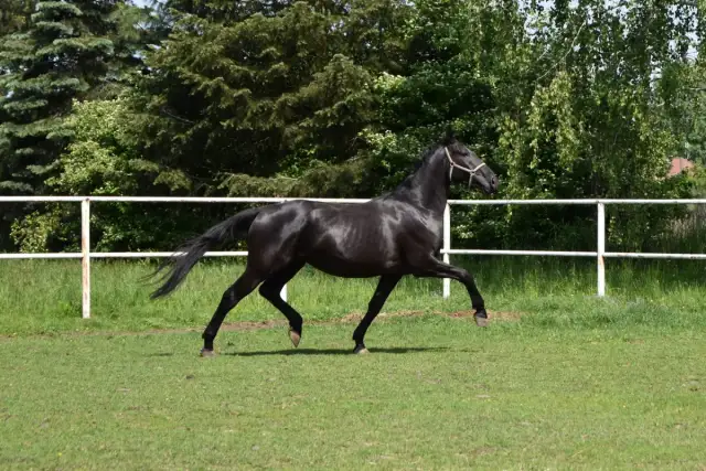 Stadnina koni Opypy - wyjątkowe miejsce dla miłośników jeździectwa