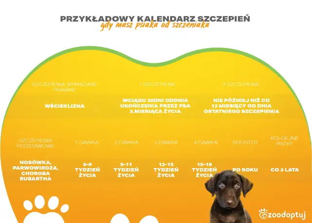 Szczepienia szczeniaka: Ile dawek i kiedy? Pełny kalendarz!