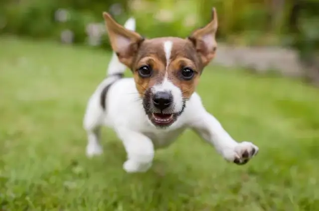Kiedy szczeniaki zaczynają jeść pokarm stały? Kluczowe informacje dla właścicieli