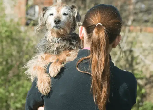 Jak wytresować psa żeby się słuchał i uniknąć frustracji