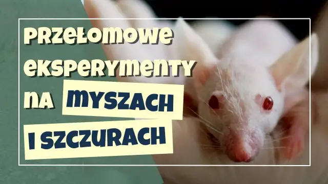 Eksperyment z myszami: Czy mysia utopia Calhouna to nasza przyszłość?