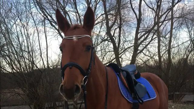 Jak namówić rodziców na konia i uniknąć ich sprzeciwu?