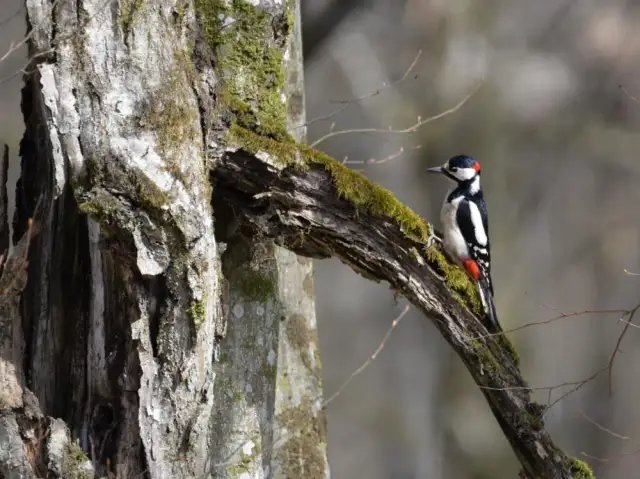 Dzięcioł czym się żywi – odkryj tajemnice diety tych ptaków