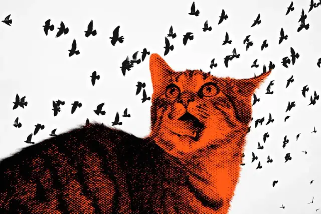 Koty a maliny: Bezpieczny przysmak czy ukryte zagrożenie?