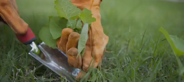 Jak skutecznie zwalczyć kostrzewę chwast i chronić plony?