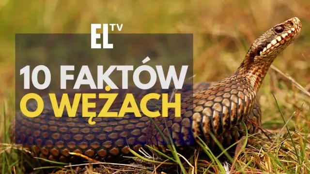 Czy wąż jest gadem? Tak! Poznaj fakty i rozwiej mity