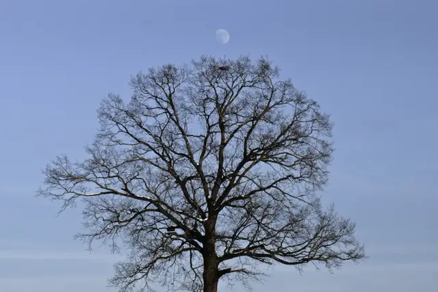Drewno księżycowe: magiczne właściwości i zastosowanie
