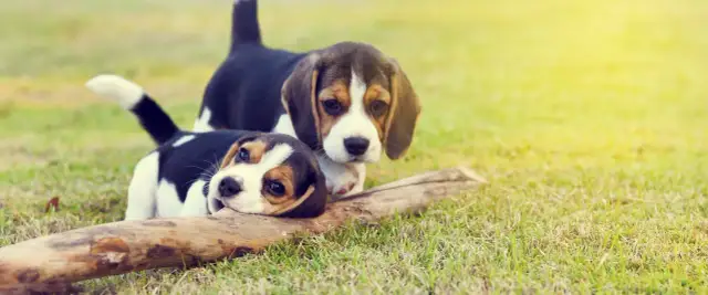 Odrobaczanie szczeniaka: Pełny kalendarz i wybór preparatów