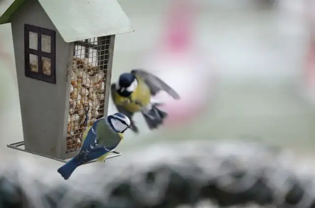 Płatki owsiane dla wróbli: Tak, ale jak bezpiecznie dokarmiać?
