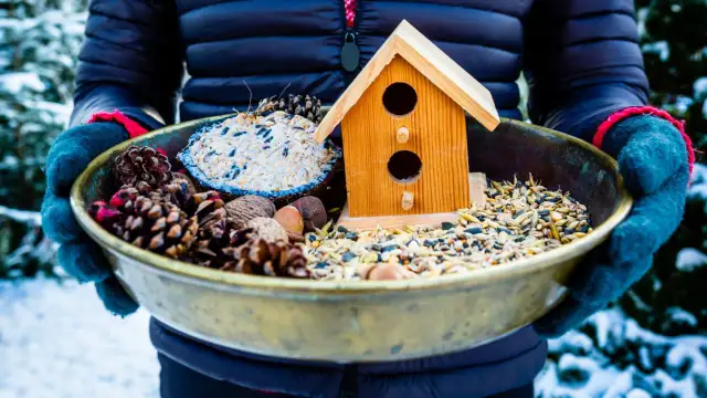 Dokarmianie ptaków: Surowy ryż i kasza prawda czy mit?