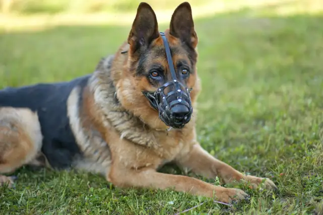 Kaganiec dla owczarka niemieckiego: Jak wybrać idealny i oswoić psa?