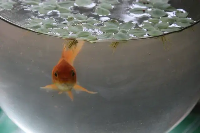 Akwarium kuliste bez filtra: Mit czy okrucieństwo? Poznaj prawdę.