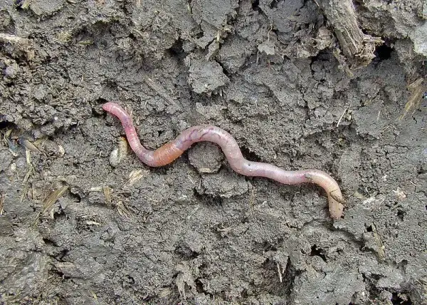 Robak na haczyku: Sekrety żywej przynęty i skutecznego zacięcia