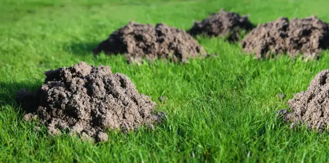 Ile kretów może być na działce? Odkryj, co wpływa na ich liczbę