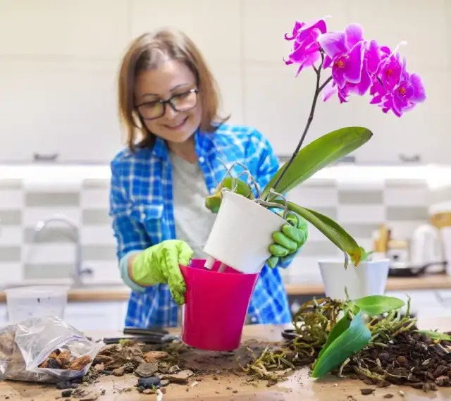 Jak przesadzić kwiat? Praktyczny poradnik krok po kroku