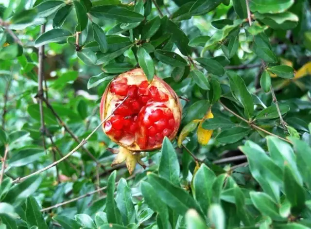 Sos z granatów: 10 zaskakujących zastosowań w kuchni