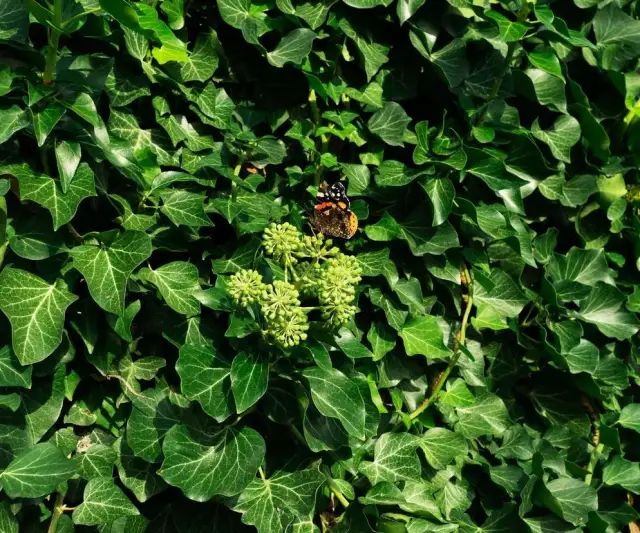 Bluszcz na płocie: Krok po kroku do gęstej zielonej ściany