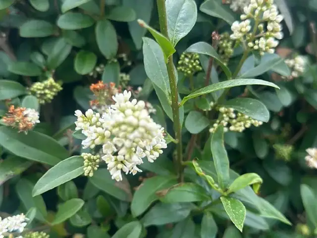 Kiedy kwitnie ligustr? Wygląd, zapach i brak kwiatów - poznaj przyczyny