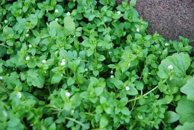 Mokrzyca: Jak Skutecznie Pozbyć Się Uporczywego Chwastu?