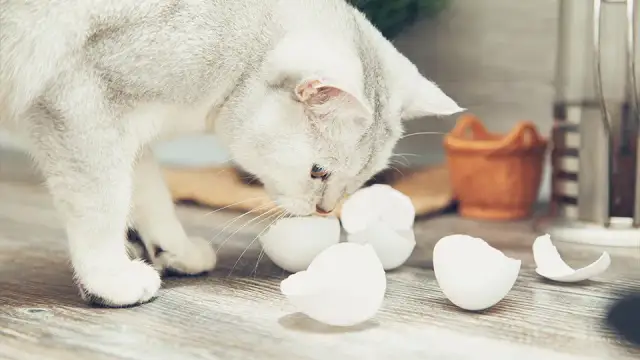Czy kot może jeść surowe jajka? Ryzyko i bezpieczne alternatywy