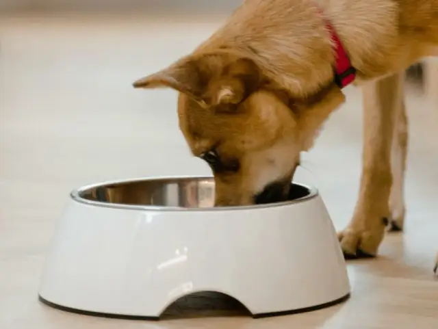 Ile mokrej karmy dla psa tabela – uniknij błędów w karmieniu psa