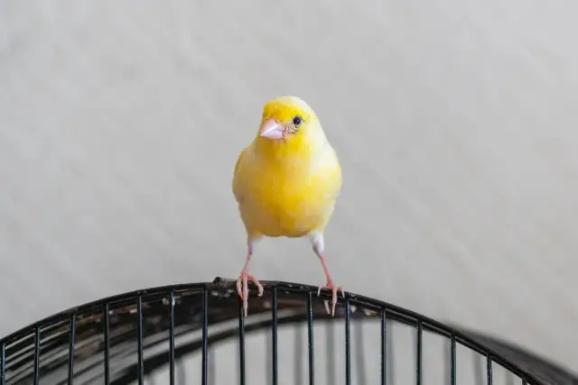 Ile lat żyją kanarki? Sekrety długiego i zdrowego życia!