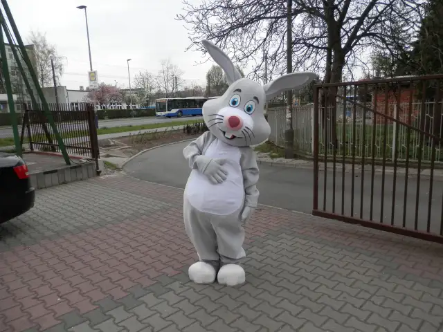 Strój zająca z dużymi uszami i białym brzuchem stoi na chodniku z kostki brukowej.