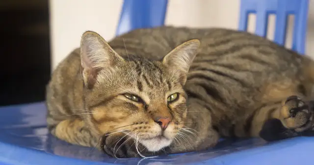 Kot leży na niebieskim krześle, jego oczy są lekko przymknięte, jakby zmagał się z depresją u kota.