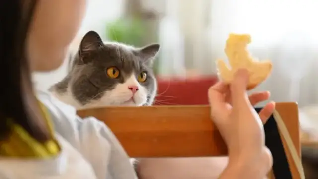 Czy koty mogą jeść frytki? Dowiedz się, dlaczego to niebezpieczne.